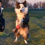 Aaron - The Border Collie - @aaronthebordercollie - Instagram