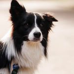 AARON | The Border Collie - @aaron_thebc - Instagram