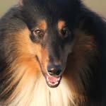 Aaron Collie - @collie.aaron - Instagram