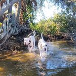 Aaron Comer - @the_dogo_maverick - Instagram