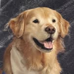 Aaron Comfort Dog - @aaroncomfortdog - Instagram