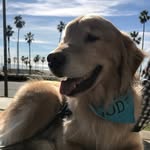 AaronComfortDogDirect - @aaroncomfortdogdirect - Instagram