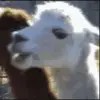 Aaron Coombs - @aaron.coombs2 - TikTok