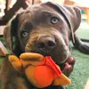 Aaron🐶 - @aaronthecanecorso - TikTok