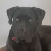 AaronCaneCorso - @aaroncanecorso3 - TikTok