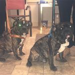 Aaron coston - @t.h.c_family_kennels - Instagram