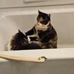 Aaron Couture - @lionsspursyanks - Instagram
