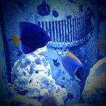 Aaron Cutler - @khanulaanmenagerie - Instagram