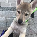 Barton Aaron Toulavé Srdce - @aaronczechoslovakianwolf - Instagram