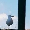 aarondahlgren357 - @aarondahlgren357 - TikTok