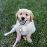 Aaron Daines - @lilythemountainpup - Instagram