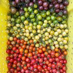 Aaron and Dana Steege-Jackson - @aroundthetablefarm - Instagram