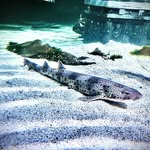 Aaron Dancey - @awesome___animal - Instagram