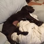Aaron Decock - @dartman318 - Instagram