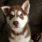 RUSTY AARON DELONG - @rusty_the_husky247 - Instagram