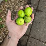 aaron deluca - @garlic_hands_ - Instagram