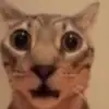 Aaron DeMott - @instantspicybeeframen - TikTok