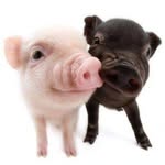 @aarondeo_porks - Instagram