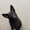 Aarondeep6969 - @aarondhaliwal34 - TikTok