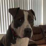 Aaron - @aarondicewoof - Instagram