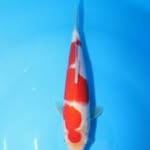 Peternak ikan koi - @aarondinata - Instagram