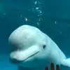 Aaron_Ding - @Aaron_Ding - TikTok