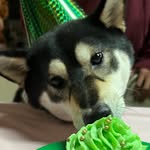 aaron doan - @mochi_chu7 - Instagram