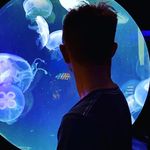 Aaron Doan - @aaronsushii - Instagram
