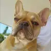 aarondodge20 - @727finestfrenchies - TikTok
