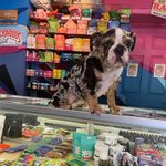 Aaron Doyle Vincent - @atx_bullies - Instagram