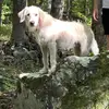 FrisbeedogChloe - @aaroneastman247 - TikTok