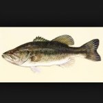 Aaron caleb And Easton - @crazy_bassmasters - Instagram