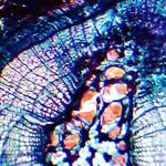 Aaron Ebner - @fantastic_micro_world - Instagram