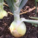 Aaron Eckard - @gardenseedlife - Instagram