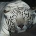 Aaron Ecker - Facebook