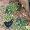aaronfeckleyfartz - @aaronfeckleyfartz - TikTok