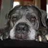 Boomer - @aaronellenberger8 - TikTok