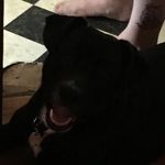 Dozer Aaron Ellenberger - @dozer_pitbull15 - Instagram