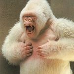 Aaron Enderle - @realgreatwhitegorilla - Instagram