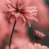 kallison_808 - @aaronerwin5 - TikTok