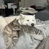 Luna, Izzie, and the humans - @aaronwfleischer - TikTok