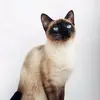 Aaron Florendo - @meow.awaw4nov24 - TikTok
