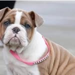 Aaron Forney - @forneyaaron_starbulkbullies - Instagram