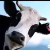 aaronfarmer8874 - @aaronfarmer11 - TikTok