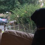 Aaron Fredricks - @the_doggo_diaries - Instagram