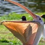 AaronDuck - @fudgeducks_aaron - Instagram