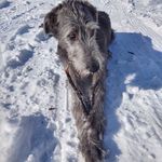 Aaron Guild - @roozmooztwoz - Instagram