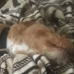Aaron Gumminger - @aaron_gummybear - Instagram