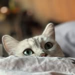 Aaron Guo - @aaronguo20 - Instagram