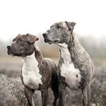 Aaron HAMMER - @hammer.dexter.loki - Instagram